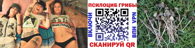 как найти закладки  Бакал  Псилоцибиновые грибы GOLDEN TEACHER 